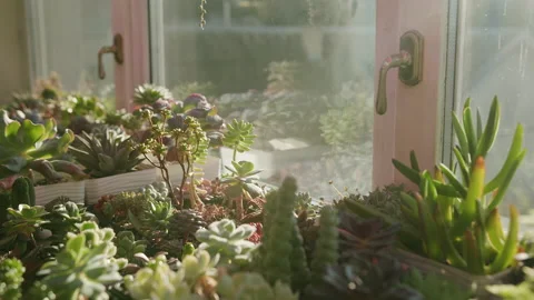 The camera pans through the many flowers and succulents on the windowsill Stock Footage 219506348