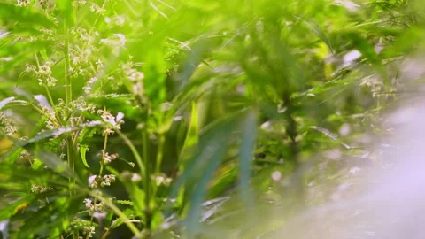 Camera pans through tall cannabis bushes on a sunny day Stock Footage 146893540