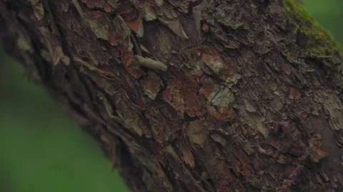 Camera pans through the texture of a tree trunk against a forest background Stock Footage 77623814