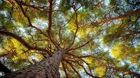 Camera pans upward along a tree with vibrant autumn leaves on a sunny day Stock Footage 315554879