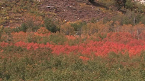 Camera pans view of fall foliage in the mountains of northern Nevada 스톡 동영상 56244733