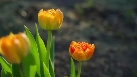 Camera parallax around a beautiful yellow-red tulip close-up Vídeo Stock 309544494