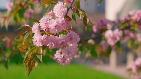 Camera parallax around blooming sakura close-up on blurred background. Pink Stock Footage 309544112