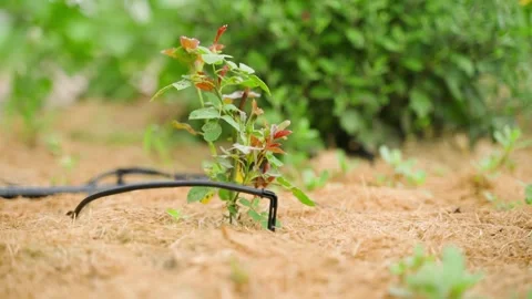 Camera parallax around a rose with drip irrigation, close-up Stock-Footage 318865236