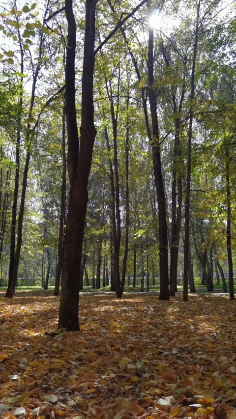 Camera park autumn Stock Footage 250535060