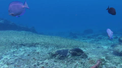 Camera pass over underwater hill with a few fish Stock Footage 68851666