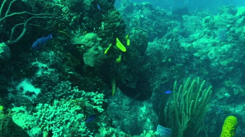 Camera pass through coral trough Stock Footage 68851790