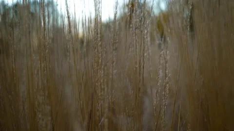 Camera pass through ornamental grasses. slow motion video Stock Footage 255827507