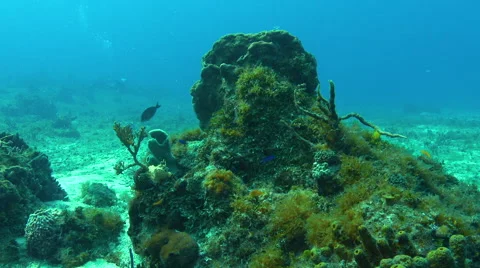 Camera pass through two coral structures with diver in background Stock Footage 68851597