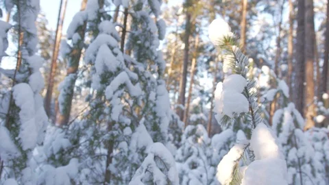 Camera passage between fir trees in a sunny snowy forest Stock Footage 128571859