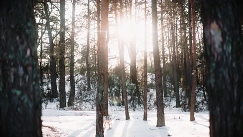 Camera passes between beautiful trees in the forest at the sunset in winter Video stock 169506116