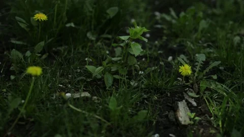 Camera passes between fresh flowers on a green lawn in a sunny day. Stock Footage 133122703