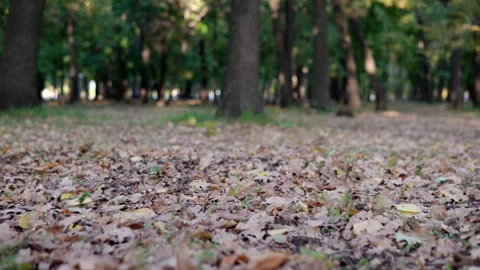 The camera passes close-up over the fallen leaves in the park Stock Footage 140449958