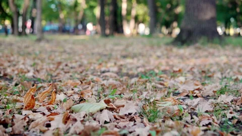 The camera passes close-up over the fallen leaves in the park Stock-Footage 140450033
