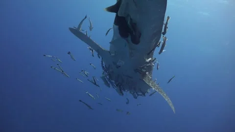 Camera passes closely under the belly of a whale shark (Rhincodon typus) wi.. Stock Footage 319377400
