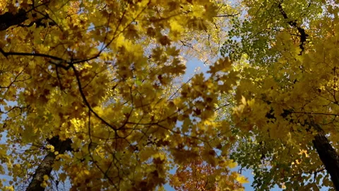 The camera passes in the forest under the yellow autumn branches of trees Stock Footage 141139902