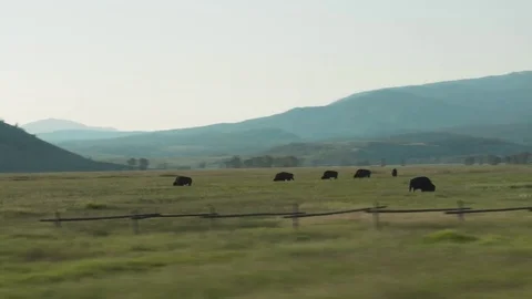 Camera passes a herd of bison Stock Footage 79475619