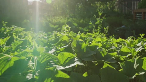 Camera passes low over thick garden of gourd plants with brigh summer sun flare Видео 248165521