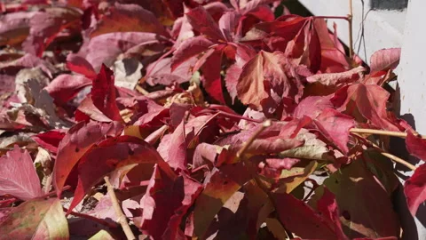 The camera passes through the autumn red leaves all over the ground 動画素材 273681889