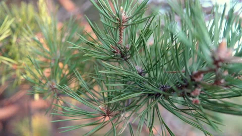 The camera passes through the branches of trees Stock Footage 138401283