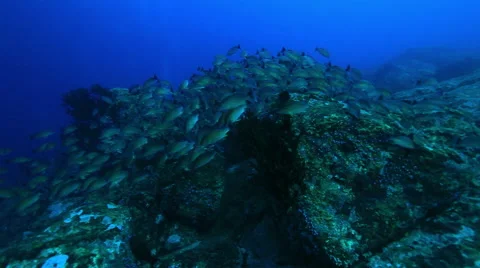 Camera passes through a drove of fluorescent fishes in Andaman Sea Stock Footage 46086526