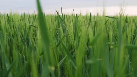 The camera passes through ears of wheat in a wheat field at sunset Stock Footage 131112742