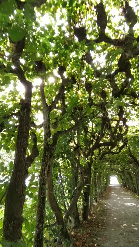 The camera passes through a tunnel of trees Stock Footage 213946590