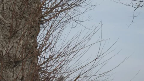 The camera is passing through the tree trunk from top to bottom. Swans swim in Stock Footage 120253967