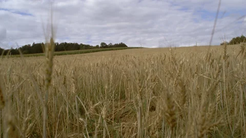 Camera passing through wheat field, clouds behind Stock Footage 256950595