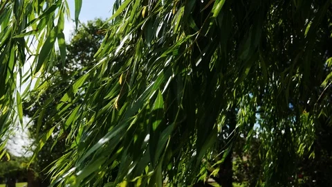 Camera passing through willow tree leaves Stock Footage 107073822