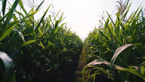 Camera point of view farmer walking through the cornfield Stock Footage 260784754