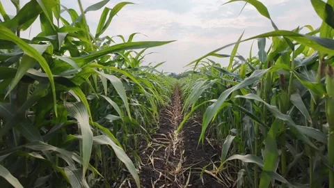 Camera point of view farmer walking through corn field Stock Footage 276484550