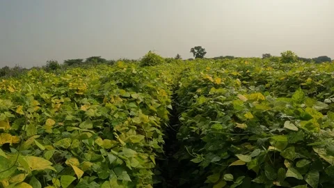 Camera point of view farmer walking through Green Farm. Stock Footage 292535205