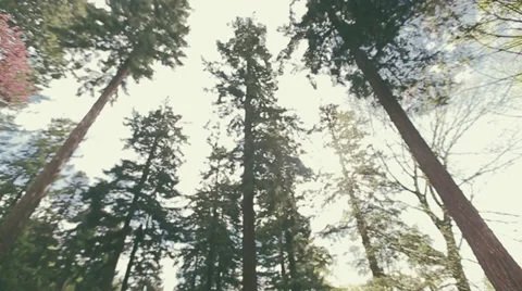 Camera Pointed Up, View Of Tall Trees And Clouds Stock Footage 37463344