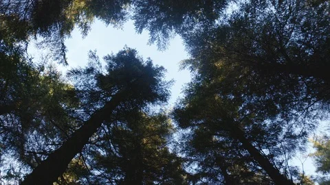 Camera pointing to the sky into the woods Video stock 127875199
