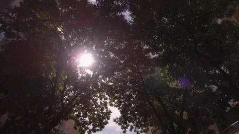 Camera POV flying drone driving low angle over street trees and buildings. Stock Footage 105696083