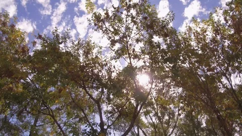 Camera POV flying drone driving low angle over street trees. Sun Stock Footage 105698929