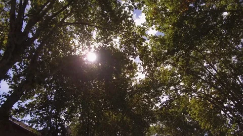 Camera POV flying drone driving low angle over street trees and buildings. Sun Video stock 105702702