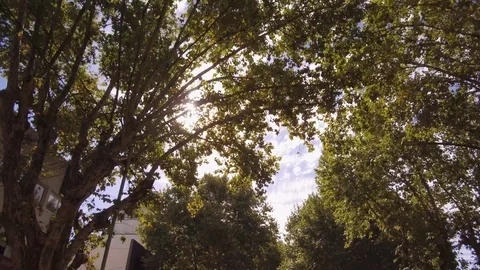 Camera POV flying drone driving low angle over street trees and buildings. Sun Stock Footage 105721791