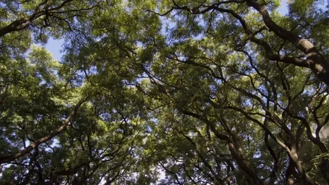 Camera POV flying drone driving low angle over street trees and buildings. Sun Stock Footage 105729076