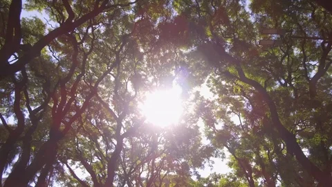 Camera POV flying drone driving low angle over street trees. Sun Stock Footage 105740520