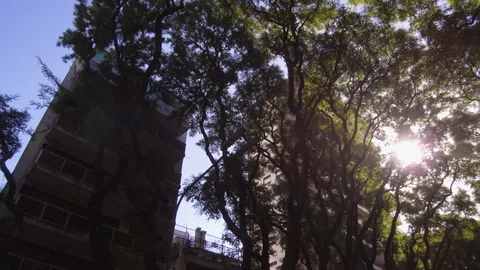 Camera POV flying drone driving low angle over street trees and buildings. Sun Stock Footage 105746041