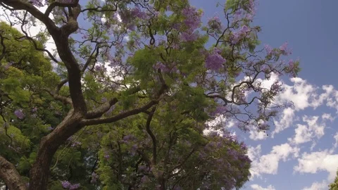 Camera POV flying drone driving low angle over street Jacaranda tree blue sky 스톡 동영상 121115929