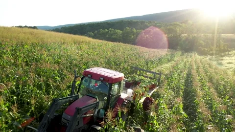 Camera pull back as tractor pulls flatbed with corn in a corn field as men Stock Footage 138878803