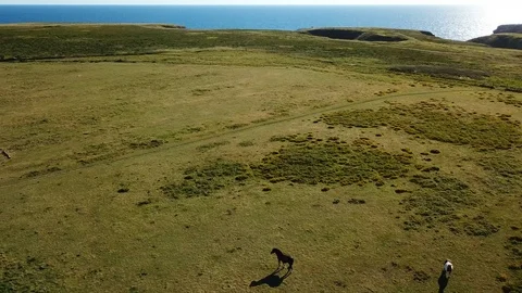 Camera pulling away from horses in the wild at belle ile en mer France Stock Footage 113438998