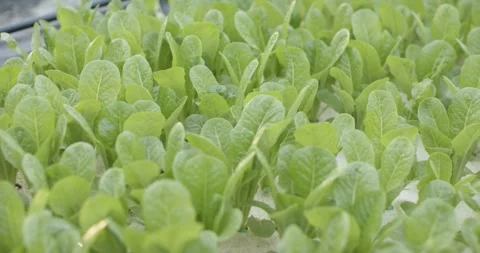 Camera is pulling back and shifting right to reveal lettuce seedlings on foam Stock Footage 338356914