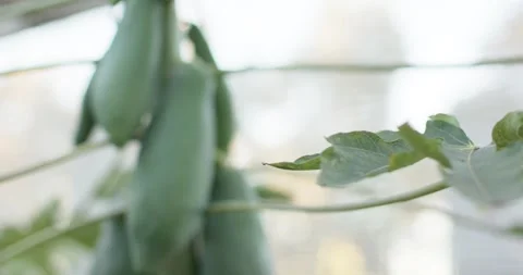 Camera is pulling back, focusing and revealing clustered unripe green papayas on Stock Footage 338338715