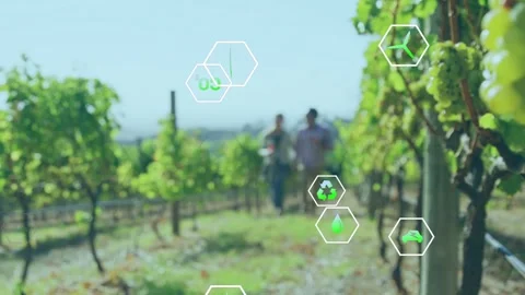 Camera pulling back, grape cluster right, hex icons drifting, couple walking, Stock Footage 334694299
