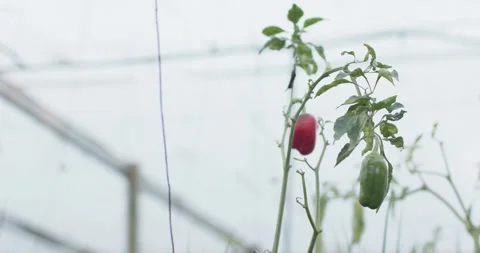 Camera is pulling back as greenhouse breeze is swaying pepper plant, revealing Stock Footage 338356907