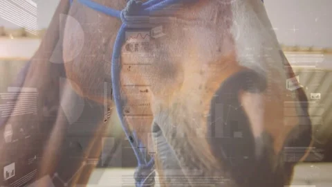Camera pulling back, horse muzzle showing blue halter and eye, overlays Stock Footage 333838071